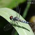 Brachydiplax denticauda (Palemouth) in Lily Creek. アオビタイトンボ属<br />Canon EOS 7D + EF70-200 F4.0L + EF1.4xII